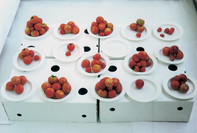 1_installation_tomatoes.jpg